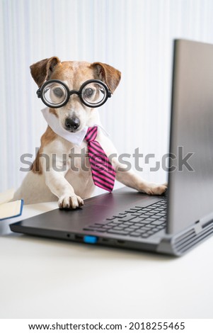 Smart dog office worker using laptop at work desk online consultation conference. Pet wearing glasses and tie. Freelancer work from home office Social distancing lifestyle. Looking at camera. Vertical