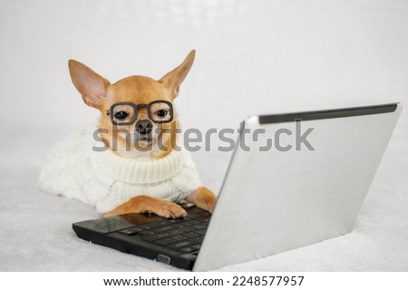 A smart dog programmer with glasses is looking at a computer, chihuahua undergoing online training on laptop. The concept of online learning, online shopping, programming, working from home, freelance