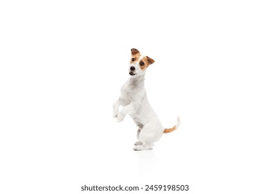 Smart dog, purebred Jack Russell Terrier standing on hind legs, following commands isolated on white studio background. Concept of domestic animal, pet, veterinary, care, companion - Powered by Shutterstock