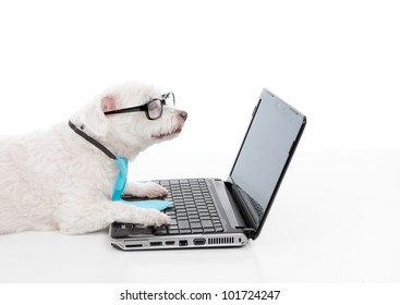 A Smart Dog Or Savvy Shopper Dog Using The Laptop And Or Internet