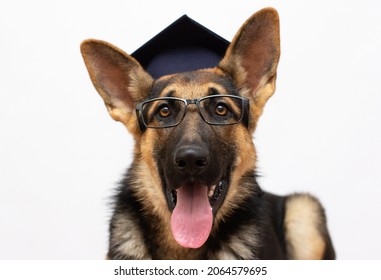 Smart dog student Portrait of a cute German shepherd wearing a graduation cap in glassed (isolated on white), copy space on the left for your text