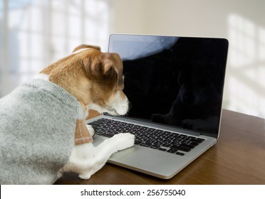 3,633 Computer screen dog Images, Stock Photos & Vectors | Shutterstock