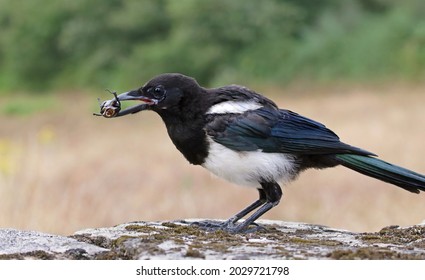 Smart eurasian magpie (Pica pica) holding a stag beetle prey in its beak. Young beautiful intelligent raven playing and grabbing things. Clever predator bird hunting with natural background. 