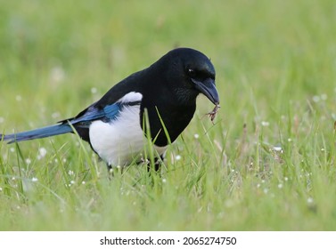 Smart eurasian magpie (Pica pica) holding a grasshopper prey in its beak. Young beautiful intelligent raven playing in the grass. Clever predator bird hunting insects pests with natural background. 