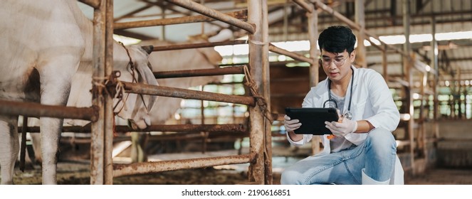 Smart Farm 4.0 Concept. Veterinary Asian Man Using Technology Application On Digital Tablet For Monitoring Cattle Health. Agriculture Cattle Farm. Animal Husbandry In Cattle Farm.