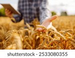 Smart farm and digital agriculture. Inspect a grain field. Farmer working with Tablet.