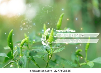 Smart farm digital icon and futuristic AI data infographic of Chilli peppers or green chilies in farm gardening is vegetable use for ingredient of Thai food