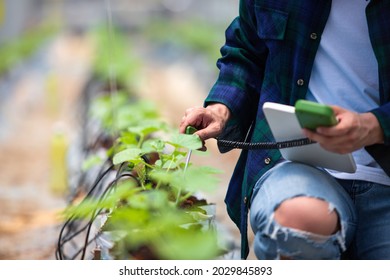 Smart farm, Farmer using tablet computer control agricultural system in greenhouse