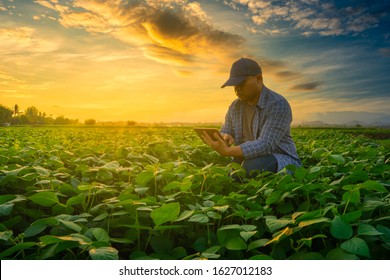 smart farmer concept using smartphone in mung bean garden with light shines sunset, modern technology application in agricultural growing activity - Shutterstock ID 1627012183