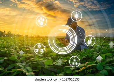 Smart Farmer Concept Using Smartphone In Mung Bean Garden With Light Shines Sunset, Modern Technology Application In Agricultural Growing Activity