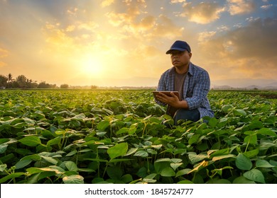 smart farmer concept using smartphone in mung bean garden with light shines sunset, modern technology application in agricultural growing activity - Shutterstock ID 1845724777