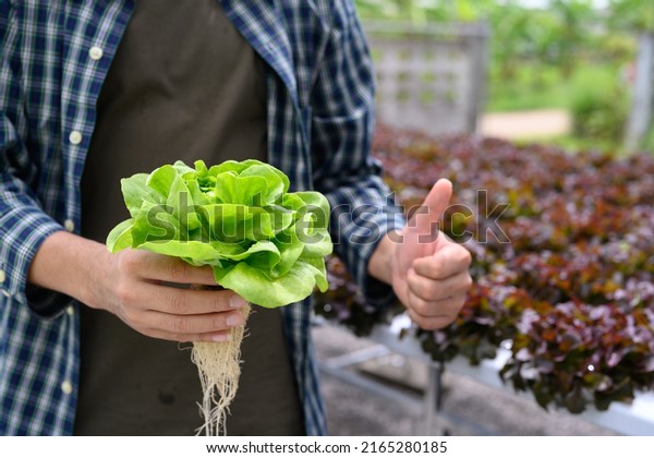 Smart farmer showing\
thumbs up with organic green butter lettuce vegetable in his\
hydroponic garden.
