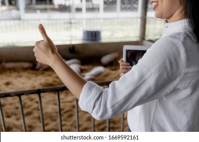 Smart Farmer With Tablet Showing Thumbs Up Sign Hands In Organic Farm Pig. Agriculture And Livestock Industry