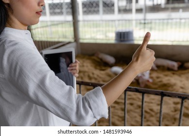 Smart Farmer With Tablet Showing Thumps Up Sign Hands In Organic Farm Pig. Agriculture And Livestock Industry