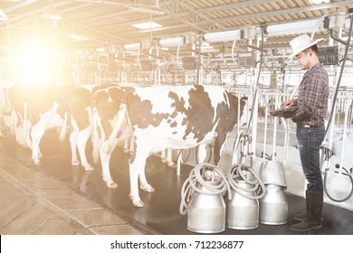 Smart Farmer Using Laptop Computer For Working In The Organic Farm With Cow Milking Facility And Mechanized Milking Equipment In A Modern Farm In Sunrise.