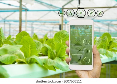 smart farmer using smartphone,farm background,concept agriculture product control with artificial intelligence or AI technology,agricultural futures market,tracking production by smart agriculture