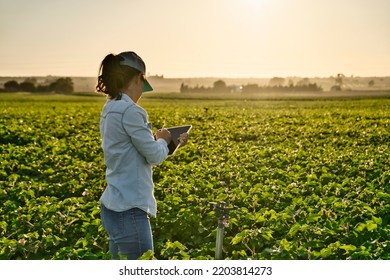 Smart farmer woman agronomist checks the field with tablet. Inteligent agriculture and digital agriculture. - Shutterstock ID 2203814273