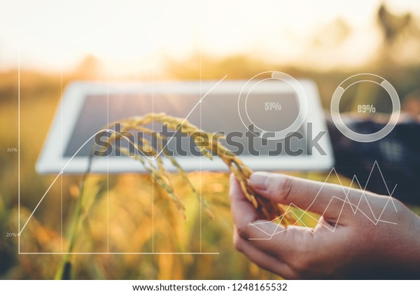 Smart farming Agricultural technology and\
organic agriculture Woman using the research tablet and studying\
the development of rice varieties in rice\
field