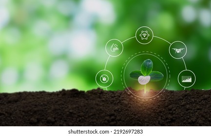 Smart Farming ,agriculture Concept.
Using Data Augmented Mixed Virtual Reality Integrate Artificial Intelligence Combine Deep, Machine Learning, Digital Twin, 5G, Industry 4.0 Technology To Improve.