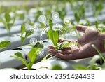 Smart farming agriculture concept.hand holding young plants with graphic concepts of modern agricultural technology, Future 5G technology to analyze agricultural crops.IoT. Internet of things.Ai