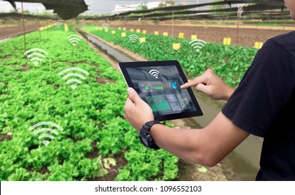 Smart Farming Argriculture Concept.Man Hands Holding Tablet On Blurred Organic Farm As Background