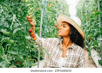 Smart farming concept, Young Black woman farmer uses a digital tablet to inspect and control tomato quality in the greenhouse. Owner smiles while examining vegetables, showcasing innovation. - Powered by Shutterstock