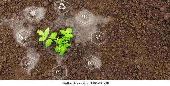 Smart farming with IoT, futuristic agriculture concept, cultivating ecological agricultural using innovative technologies
