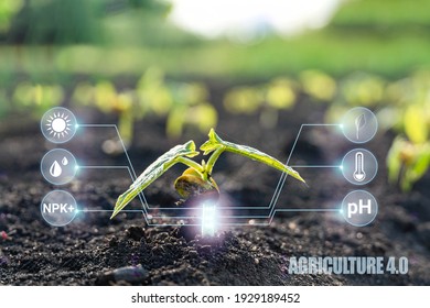 Smart Farming With IoT, Futuristic Agriculture 4.0 Concept: Digital Holographic Screen