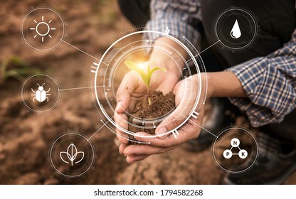 Smart Farming With IoT,Growing Corn Seedling With Infographics. Smart Farming And Precision Agriculture 4.0, Agriculture Concept