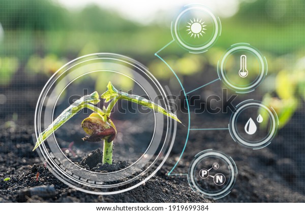 Smart farming with\
IoT,Growing corn seedling with infographics. Smart farming and\
precision agriculture 4.0
