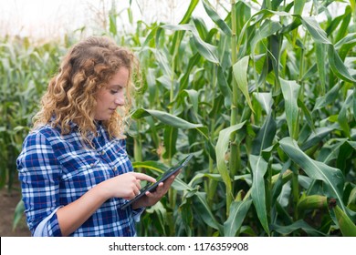 Smart farming using modern technologies. Farmer with digital tablet computer in corn field. Smart agriculture crops growing. 