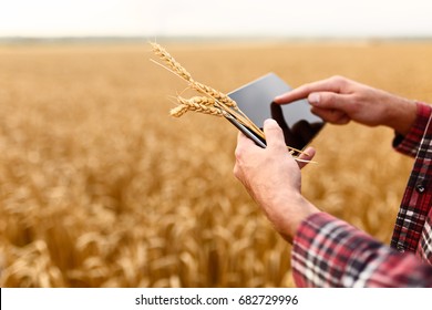 Smart farming using modern technologies in agriculture. Man agronomist farmer with digital tablet computer in wheat field using apps and internet, selective focus - Powered by Shutterstock