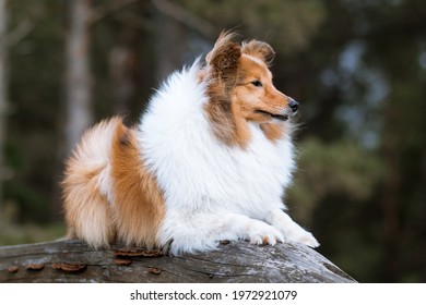 Smart, fluffy, beautiful sable white shetland sheepdog, sheltie lies on the wood with dark background. Sweet little collie, lassie dog portrait in the park. Attentive four paws friend on windy weather