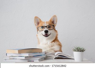Smart funny corgi dog in glasses  sitting with books, reading and studying smiling on white background - Powered by Shutterstock