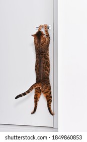 Smart Funny Strong Purebred Bengal Cat Trying To Open Door,jumping On Handle In White Home Interior.Pet And Animal Humor.View From Back. 