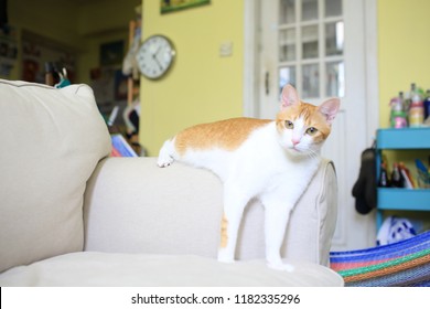 smart ginger cat