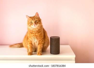 smart home voice activated speaker in lounge with cat. pet talking to Alexa. Smart home concept. modern household wireless device.
