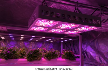 Smart Indoor Farm And Photoperiodism Concept. Selective Focus On Artificial LED Panel Light Source Used In An Experiment On Vegetables Plant Growth