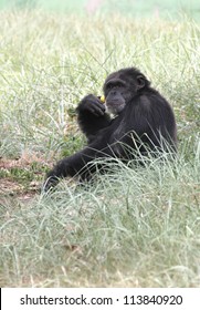 Smart Intelligent Chimpanzee Sitting Relaxed Mood Stock Photo 113840920