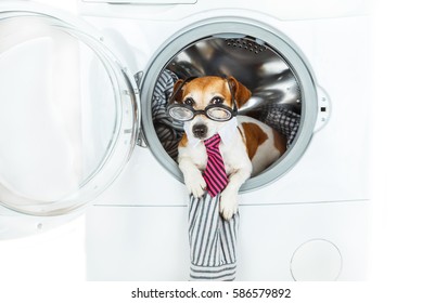 Smart Laundry Wash With Dog With Glasses. Pet Jack Russell Terrier Lies Inside The Washing Machine. Service For Cleaning Dirt Shirts And Suits. 