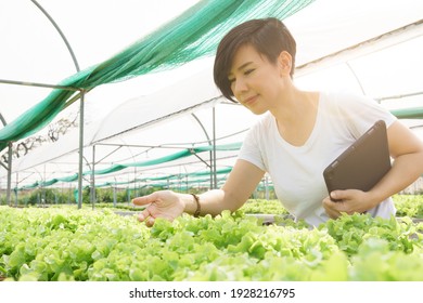 A Smart Look Asian Female Entrepreneur Holding A Tablet Computer And Inspect The Quality Of Her Organic Vegetables In The Greenhouse. Fair Trade, Local Suppliers, Safety Foods, Organic, Sustainable.