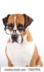 Smart Looking Dog Wearing Green Tortoise Shell Glasses