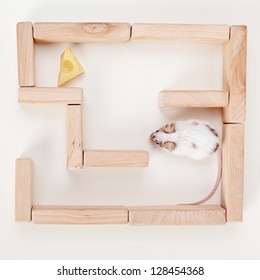 Smart Mouse In Maze Looking For Cheese