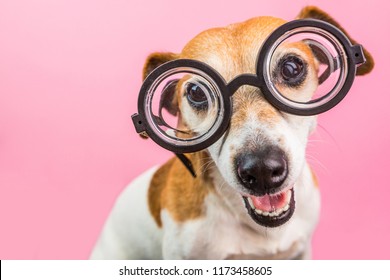 Smart Nerd Funny Dog In Round Glasses. Back To School. Pink Background