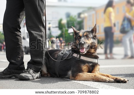 Smart police dog outdoors