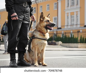 Smart police dog sitting outdoors