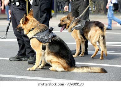 Smart Police Dogs Outdoors