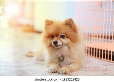 Smart Pomeranian dog action in home