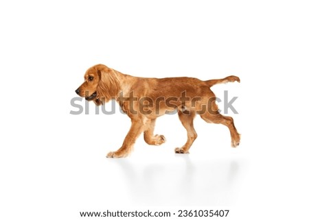 Smart, purebred dog, English cocker spaniel in motion, walking, running isolated on white background. Concept of domestic animals, pet care, vet, action and motion, love, friend. Copy space for ad