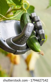 Smart Robot Farmer Harvesting Cucumbers In Greenhouse, Agriculture Futuristic Concept, Android Robot Arm Close Up